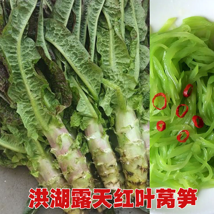 洪湖农家大婆自种红叶子露天莴笋