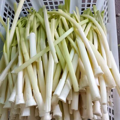 顺丰新鲜蒲菜蒲白时令洪湖野菜蒲草心加冰包装现摘现发蒲儿菜净菜