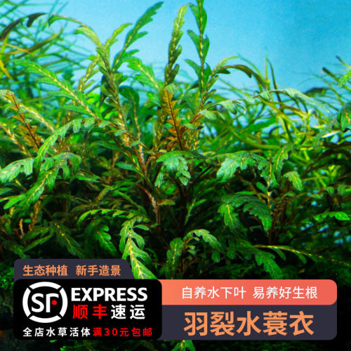 水蓑衣水草销量排行榜 水蓑衣水草品牌热度排名 小麦优选 水蓑衣水草销量排行榜 水蓑衣水草品牌热度排名 小麦优选