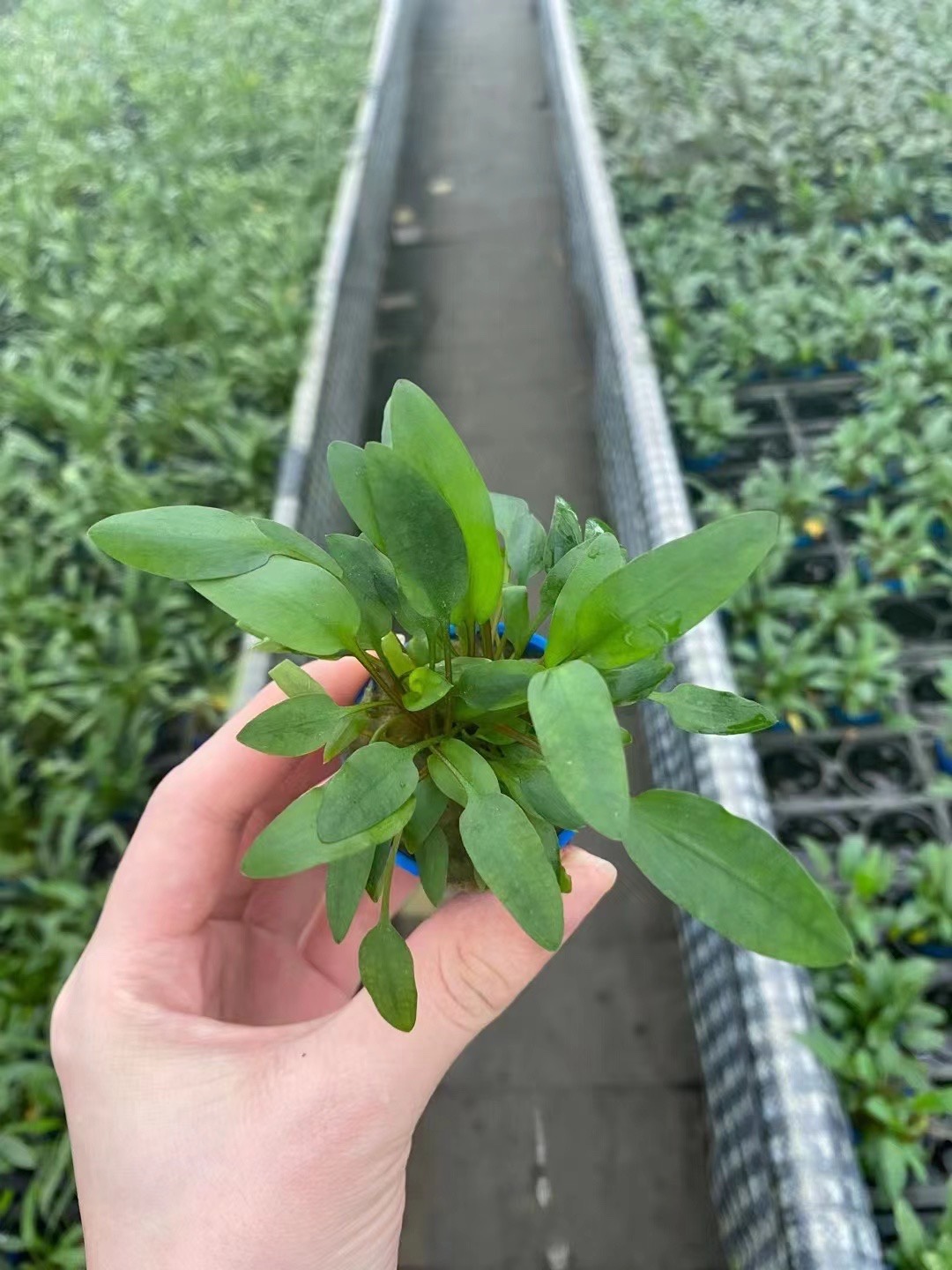 中前景小绿温蒂椒草定植水晶虾水草造景鱼缸造装饰后景草无需co2