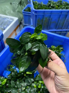 大小水榕懒人沉木水榕黄金榕迷你辣椒榕尖叶榕瓦里斯榕日本小榕