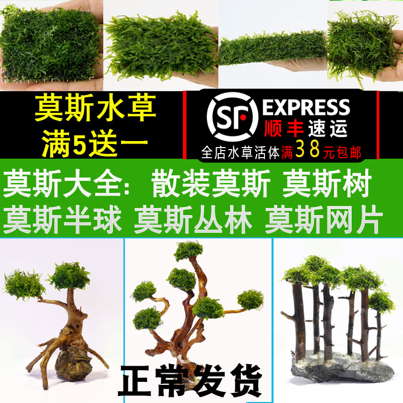 莫斯水草造景阴性散装珊瑚垂泪莫斯火焰美凤大三角莫斯鱼缸莫斯树