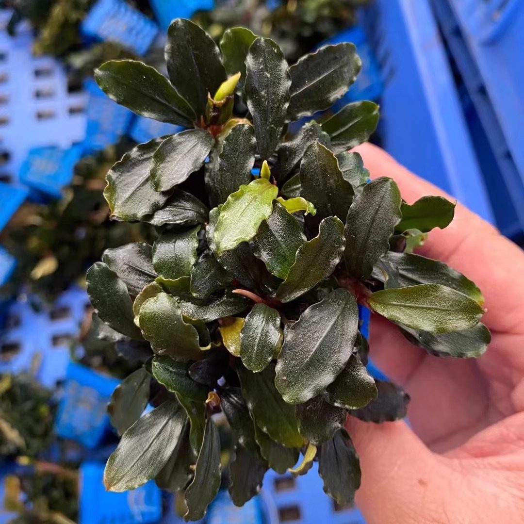 高端野株辣椒榕幽灵水榕树冠植物懒人水草草缸鱼缸造景装饰易阴性