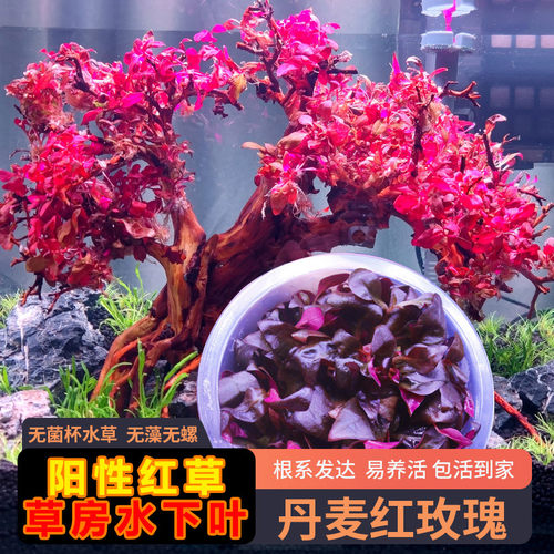 丹麦红宫廷红色水草草缸红树景