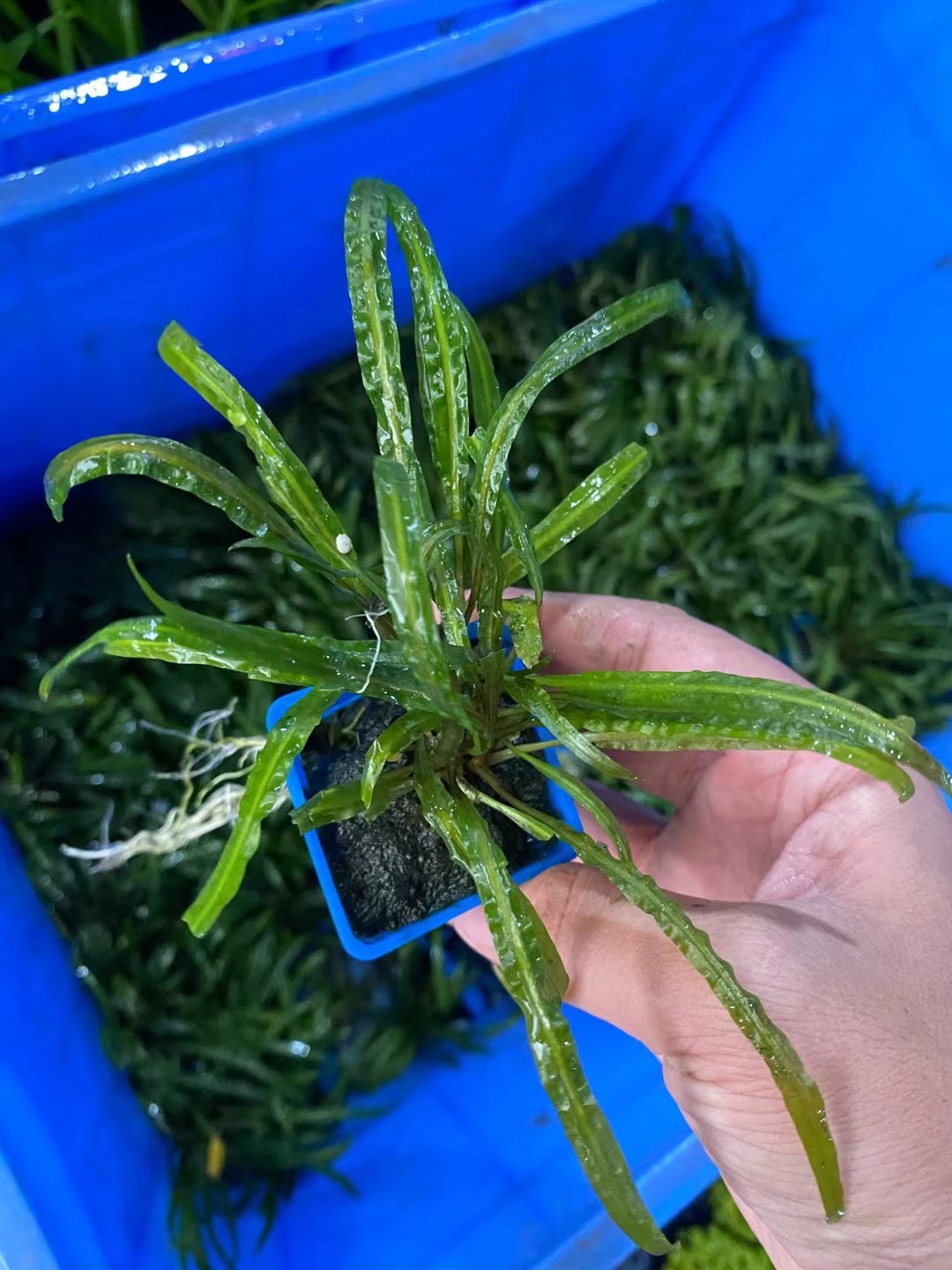 喷泉椒缎带椒定植水晶虾水草造景鱼缸造装饰后景草阴性懒人水草
