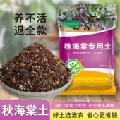 秋海棠专用土白冰海棠土鳟鱼海棠土竹节海棠通用营养土盆栽种植土