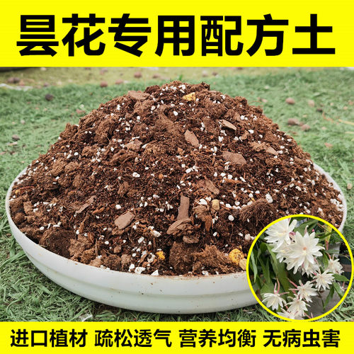 昙花专用配方土进口植材无病虫害
