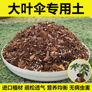 大叶伞专用土营养土盆栽种植土进口泥炭土肥料 疏松透气 无病虫害