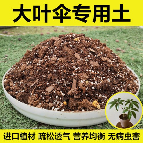 大叶伞配方土进口植材无病虫害