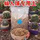 仙人球专用土透水透气盆栽营养土仙人掌科植物通用颗粒土肥料 包邮