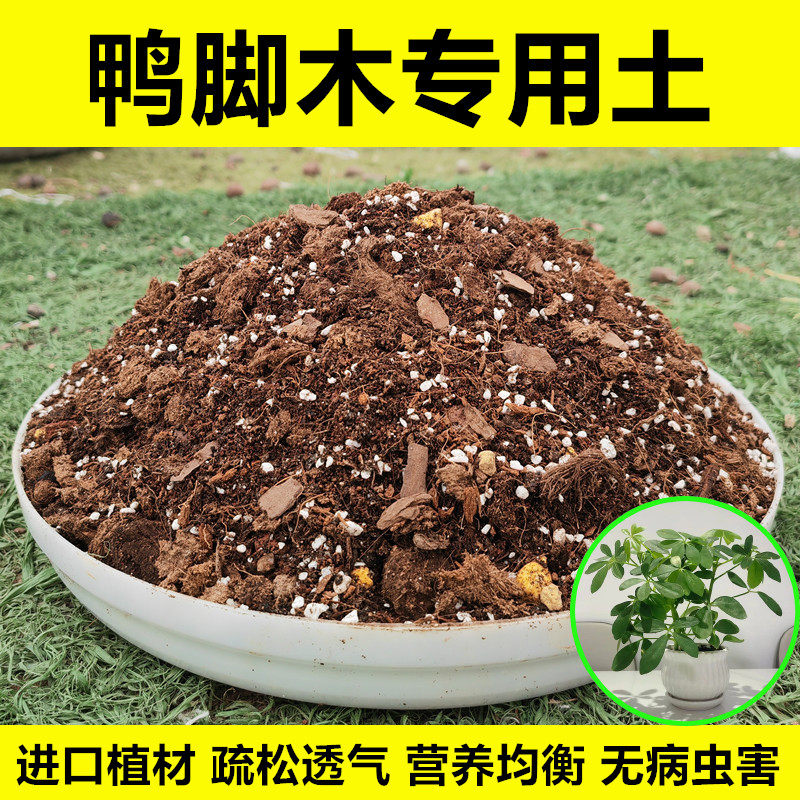 鸭脚木专用土进口植材无病虫害