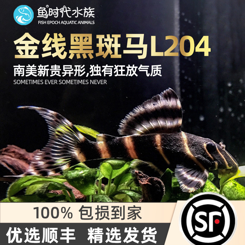 [鱼时代] l134黄金斑马异型鱼 南美野异形鱼 观赏工具鱼 进口