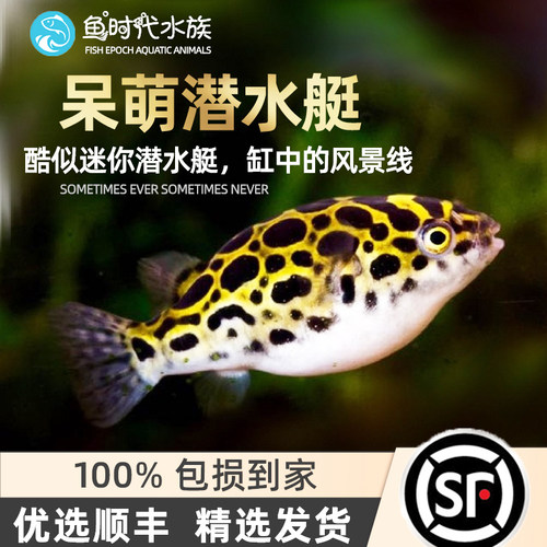 汽水鱼质量怎么样 汽水鱼口碑怎么样 小麦优选 汽水鱼质量怎么样 汽水鱼口碑怎么样 小麦优选