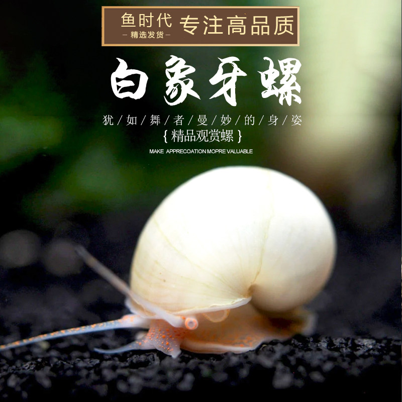 [鱼时代]白象牙螺 鱼缸除藻宠物观赏白玉神秘螺活体清理鱼粮残渣