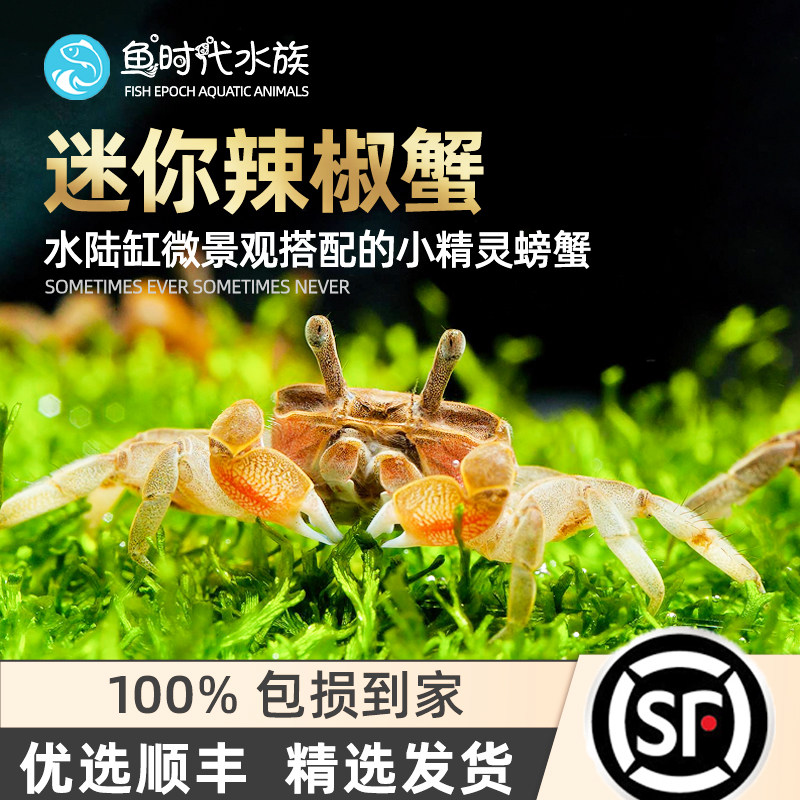 辣椒蟹水草缸生态瓶水陆宠物缸陆居观赏深水蟹微景观另类活体萌宠