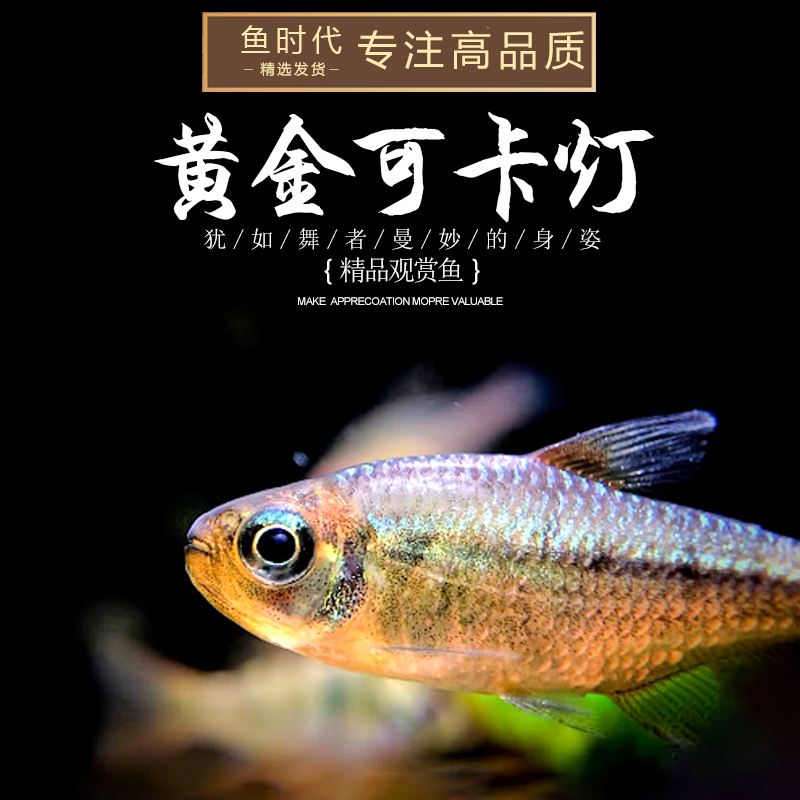 黄金可卡灯鱼南美进口f1黄金白金可卡霓虹帝王灯珍惜观赏鱼活体鱼