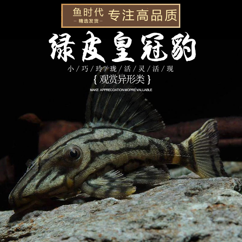 [鱼时代]南美进口异型l191绿皮皇冠豹清道夫小型哥绿热带观赏鱼