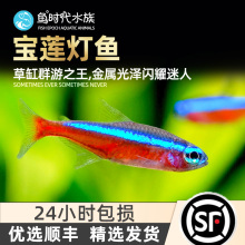 巴西宝莲灯鱼淡水草缸热带鱼水族小型大红绿灯科鱼观赏鱼群游活体