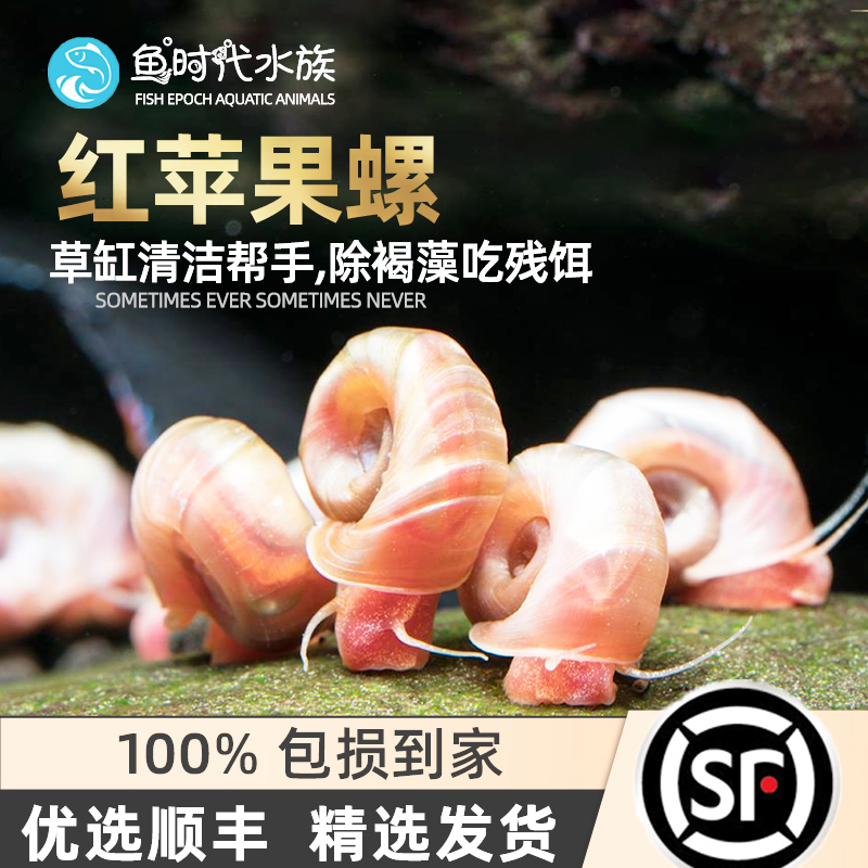 红苹果螺水草缸除藻清洁大瓶金宝螺观赏活体宠物小蜗牛淡水繁殖螺