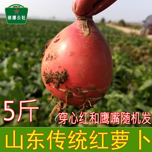 新鲜现挖红皮萝卜兰陵穿心红小鹰嘴随机发红皮白心紫皮可腌制可晒