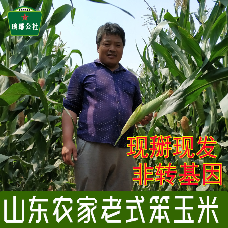 新鲜老式笨玉米现摘现发2026山东农家黄玉米带皮带须非甜糯苞米棒