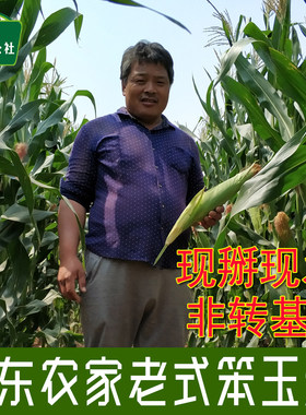 老式笨玉米棒子现摘现发
