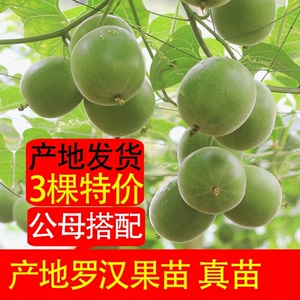 广西桂林永福罗汉果苗带土盆栽正宗树苗地栽阳台四季种植