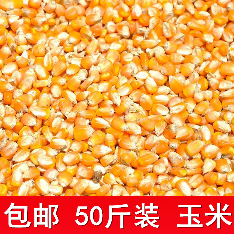 干玉米粒钓鱼饲料鸽粮