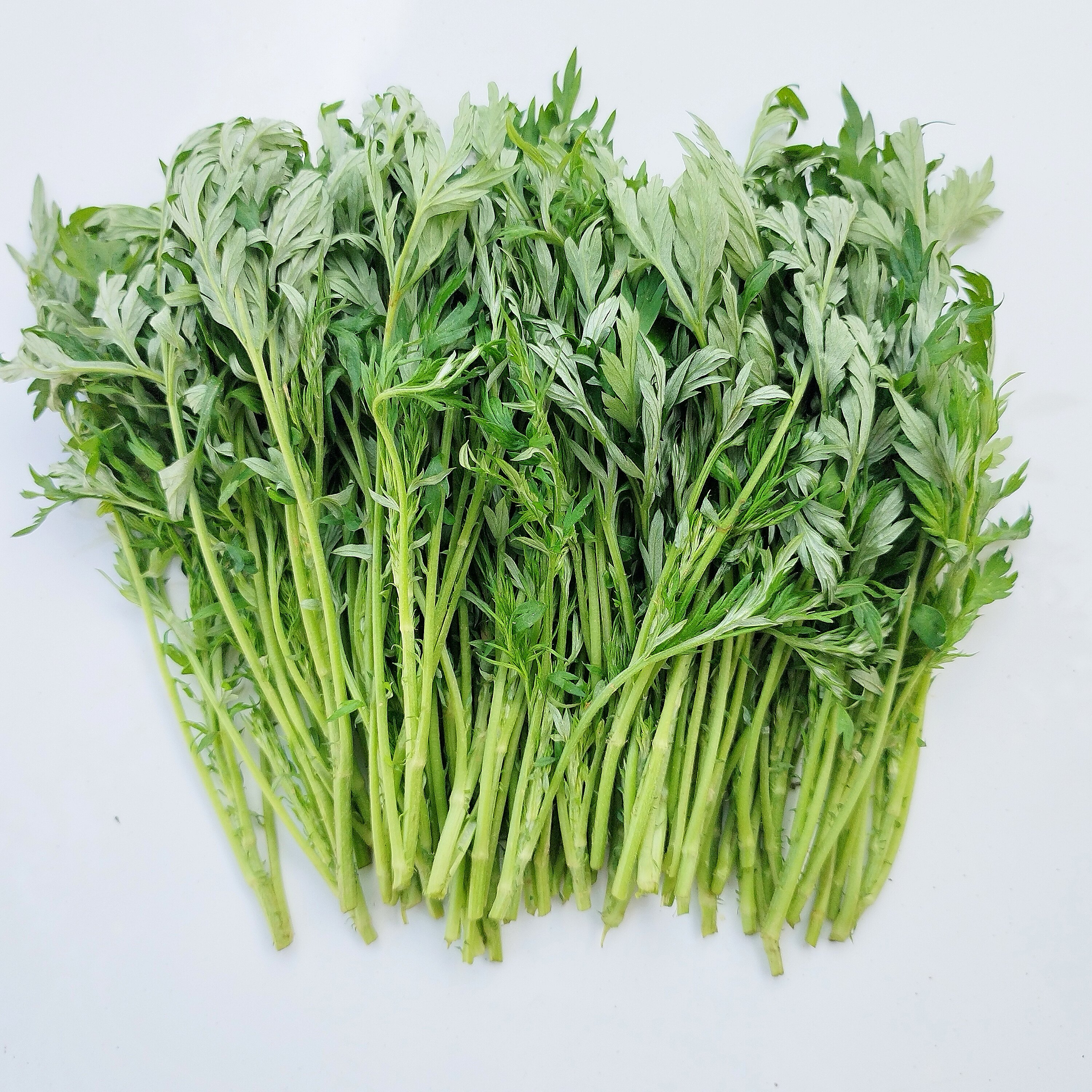 新鲜野生食用艾草做青团新鲜现摘叶菜类