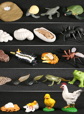 Animals Growth Cycle Life Cycle Model Set Frog Ant Mosquito