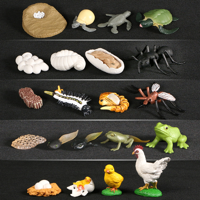 Animals Growth Cycle Life Cycle Model Set Frog Ant Mosquito