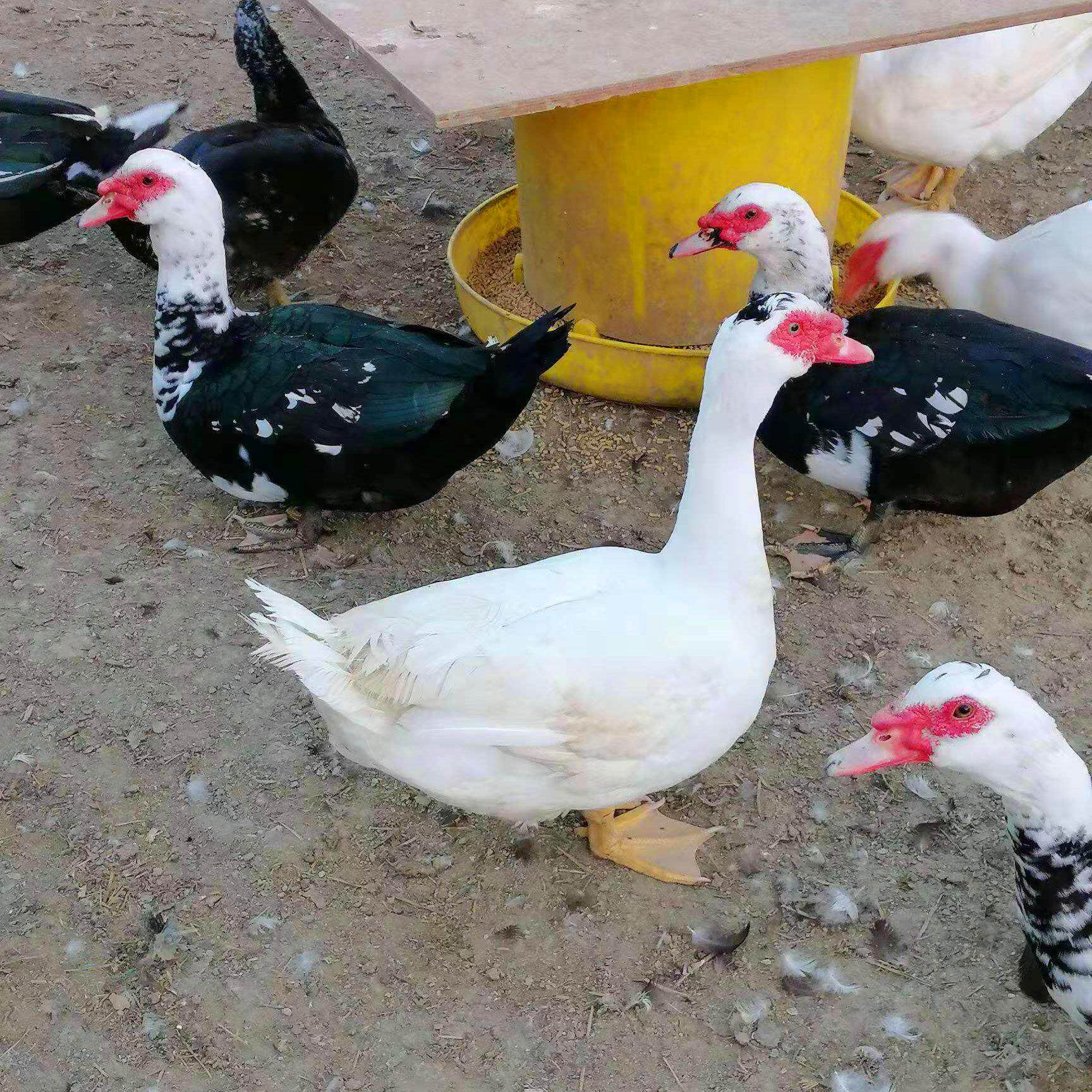 东北特产农家院新鲜现杀非洲燕番鸭土鸭子鸳鸯整只包邮散养老鸭