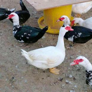 东北特产农家院新鲜现杀非洲燕番鸭土鸭子鸳鸯整只包邮散养老鸭