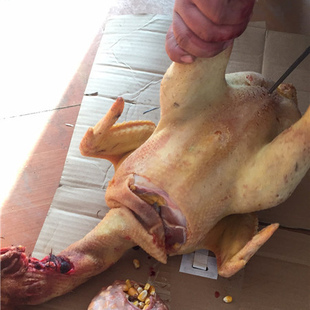 正宗东北笨鸡公鸡农村散养老母鸡现杀34年土鸡草鸡滋补走地月子鸡