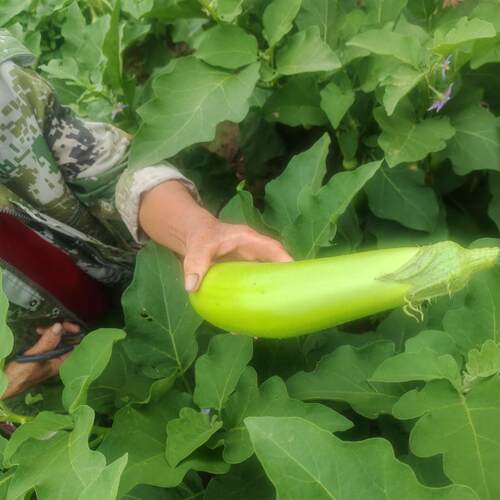【东北特产农家院】东北本地大绿长茄子 新鲜家常炒菜蔬菜包邮
