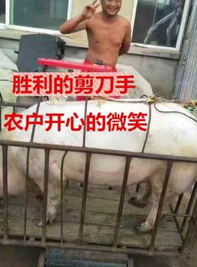 东北农家现杀新鲜猪肉多部位可选梅花前槽后腿真空包邮炒菜炖肉