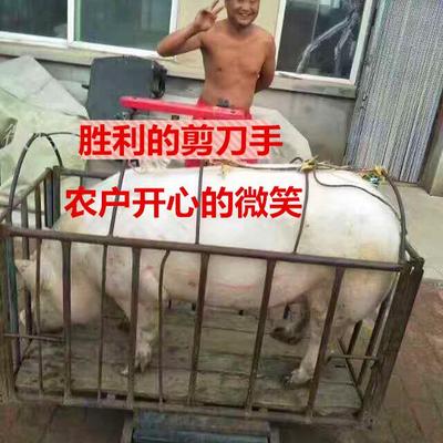 东北特产新鲜现杀五花肉
