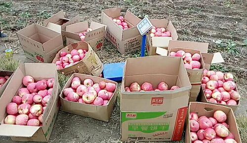 东北特产辽宁寒富苹果农家果园