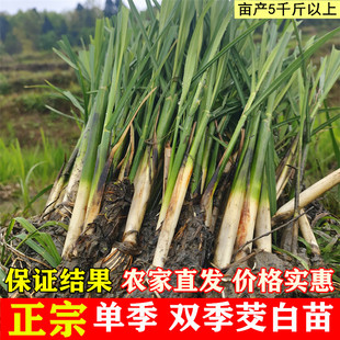 现挖特早熟改良型双季茭白苗种单季高笋种苗高瓜苗老蹲苗冬笋种子