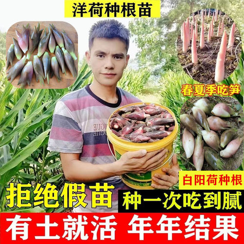 新品种白阳荷姜种苗阳荷姜种根洋荷姜种子苗洋河种苗红阳荷种根火