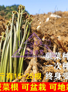 新鲜蕨菜种根 撅菜苔 山野菜种子 山阙菜厥菜根 厥菜根蔬菜种盆栽