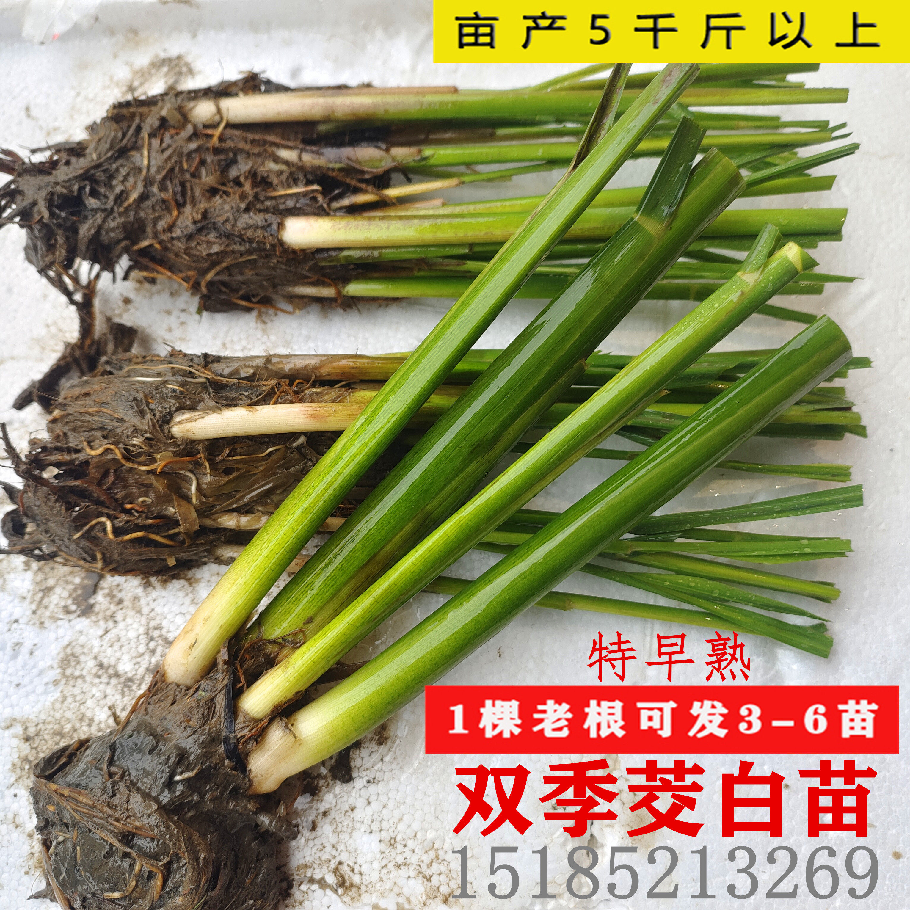 早熟改良型双季茭白苗种四季茭瓜苗高笋种苗高瓜苗老蹲苗水生菜苗