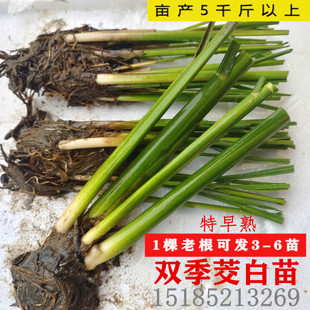 早熟改良型双季茭白苗种四季茭瓜苗高笋种苗高瓜苗老蹲苗水生菜苗