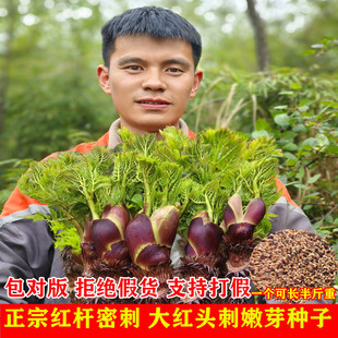 刺龙芽种子刺嫩芽种子刺老包种子树苗特色蔬菜种子山野菜红楤木苗