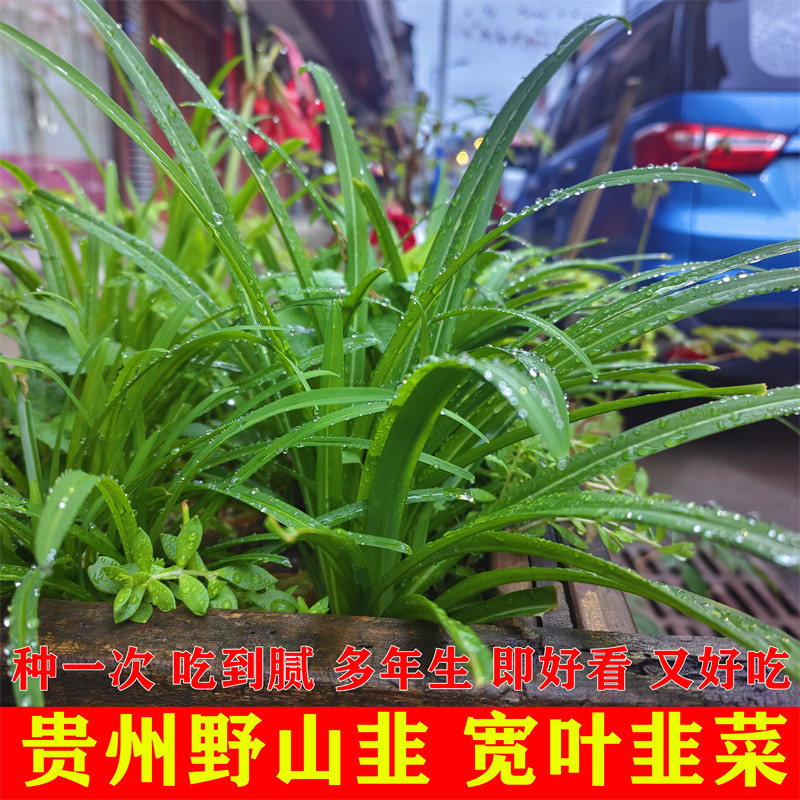 大宽叶韭菜根苗土韭菜盆栽韭菜种子四季种孑蔬菜苗韭菜种籽山韭菜