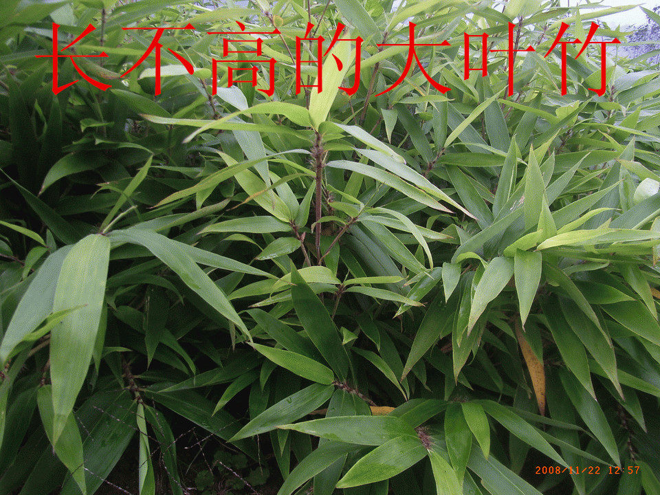 矮生紫竹苗青竹苗金镶玉竹苗大叶箬竹苗竹根盆栽庭院绿化观赏植物