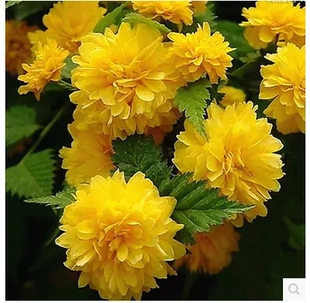 黄花重瓣棣棠花苗爬藤植物花园庭院绿化植物多年生观赏绿植