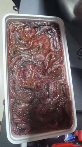 顺丰发货，冷冻沙蚕，一盒一斤，只能打窝