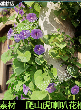UE5虚幻 写实牵牛花植物喇叭花爬山虎墙头草绿色草素材