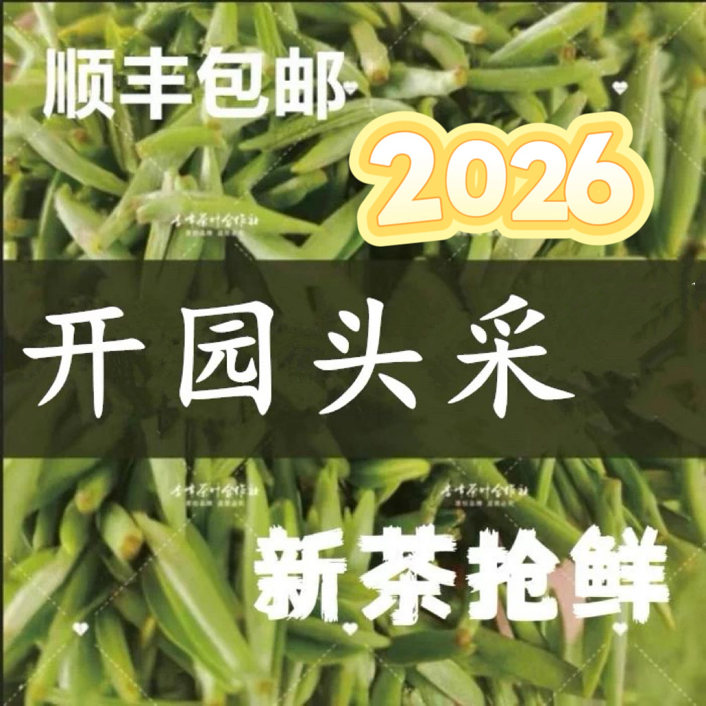 春茶开园头采 2026宁海精品望海茶乌牛早头芽500克宁波特产明前茶
